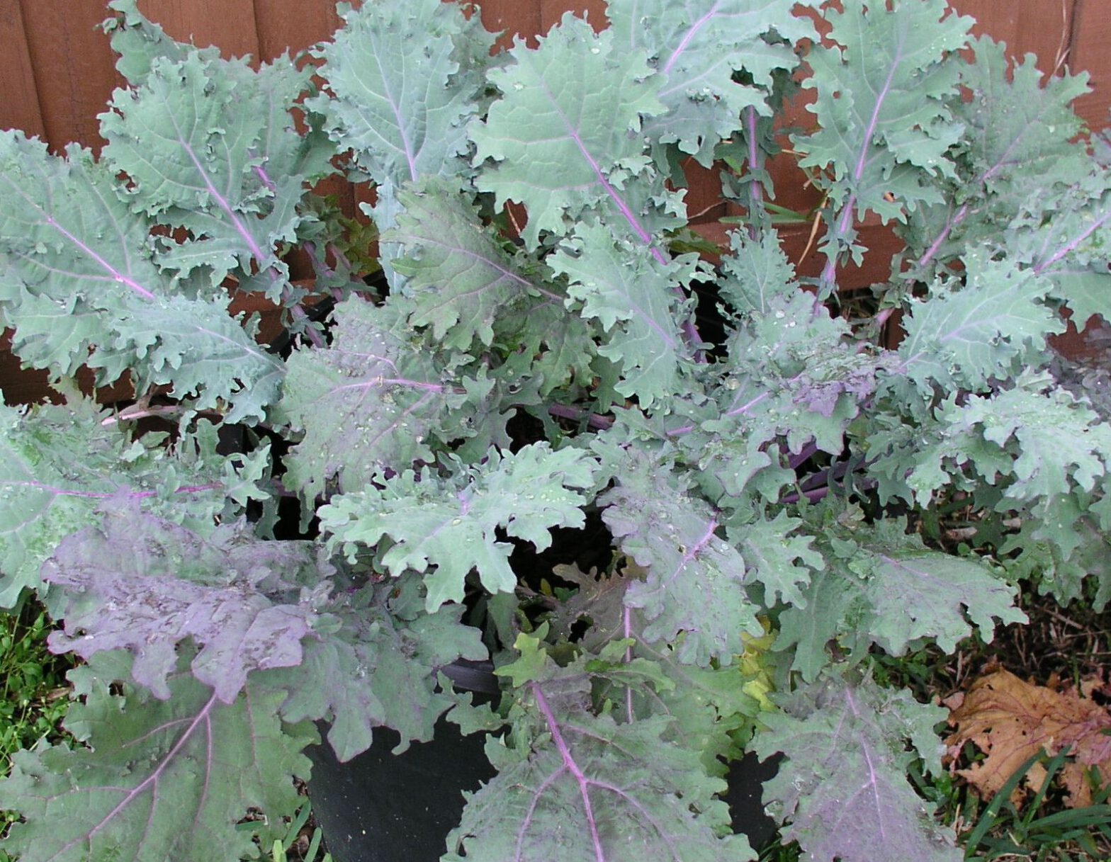 Federkohl (Red Russian Kale)-Risotto