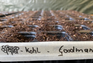 Kohl - frisch ausgesät und beschriftet
